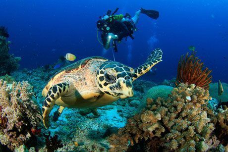 Scuba diving underwater scene