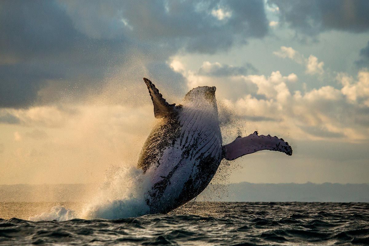 Beautiful Coffs Harbour Whales